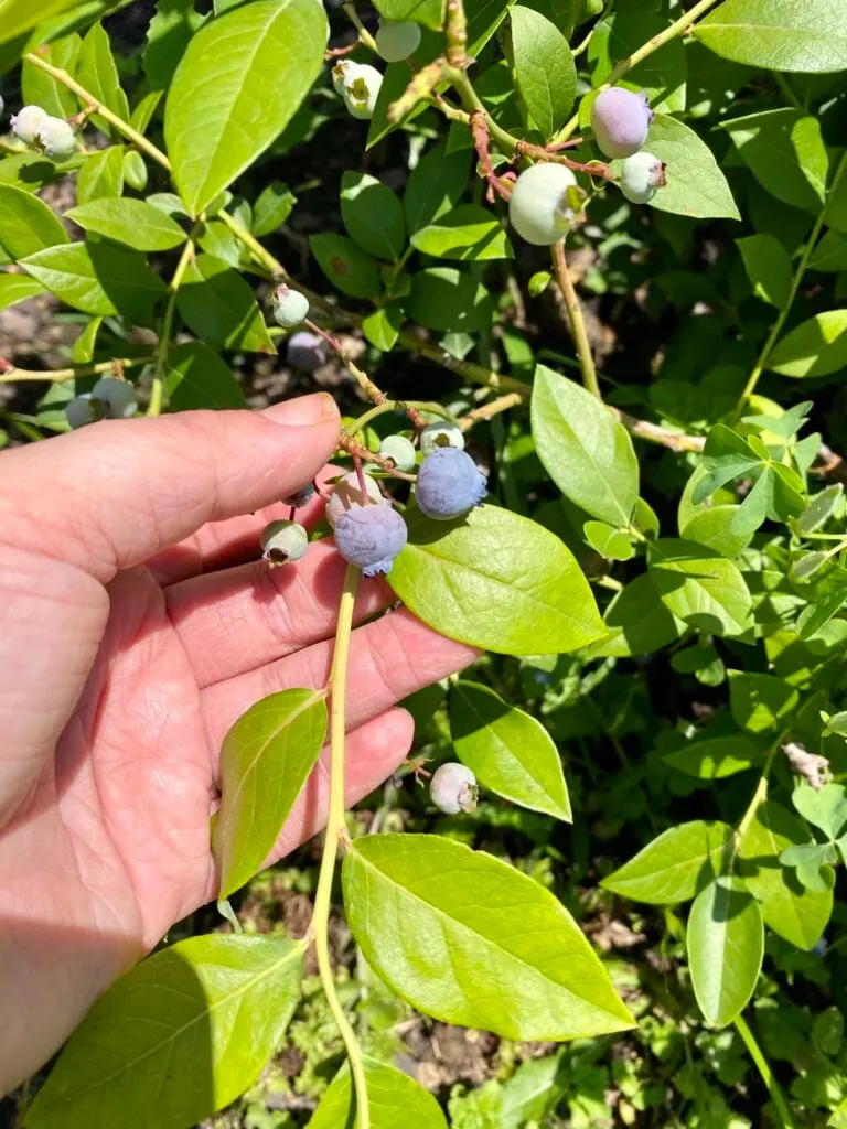 shows fresh blueberries on a bush